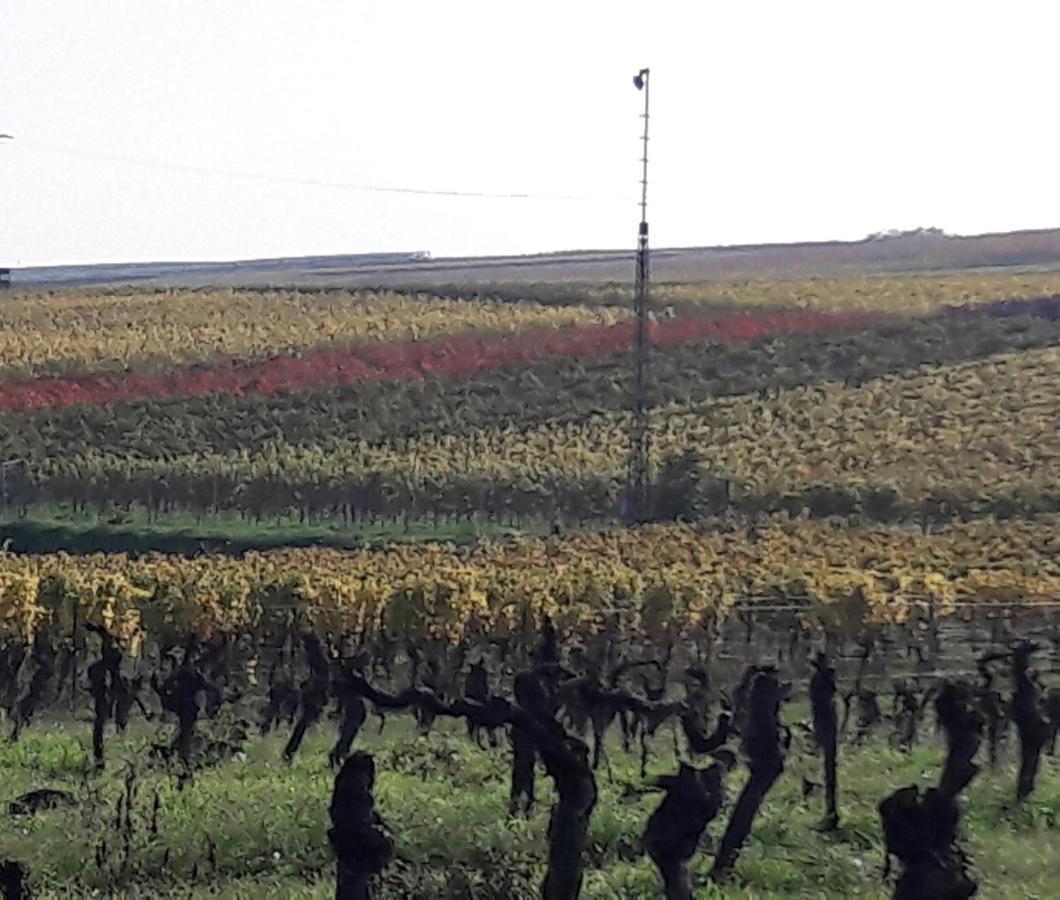 Ferienwohnung Zum Weinberg Grosskarlbach Esterno foto